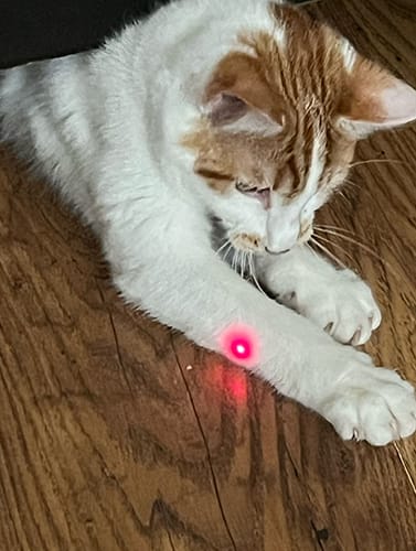 Milly and Mandy_rehome_01