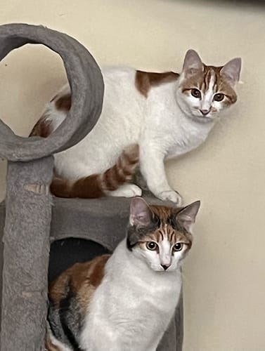 Milly and Mandy_rehome_05