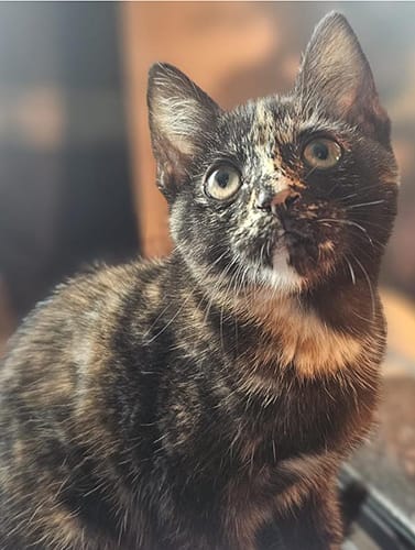 lucy & sally_rehome_01