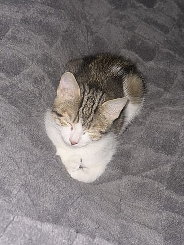 Narla & Simba_rehome_01