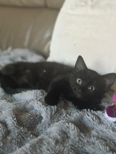 Narla & Simba_rehome_02