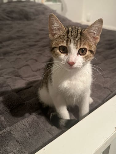 Narla & Simba_rehome_03