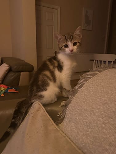 Narla & Simba_rehome_04