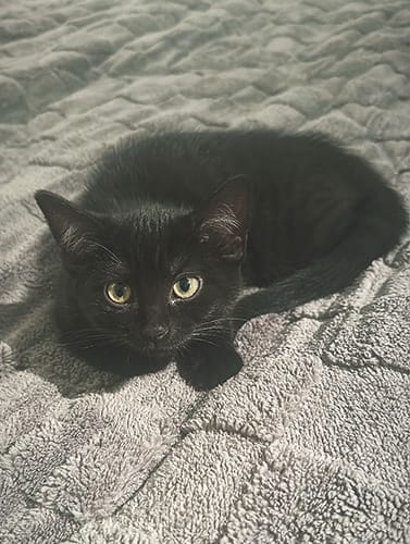 Narla & Simba_rehome_05