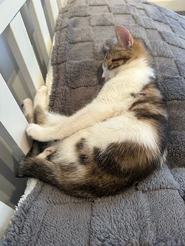 Narla & Simba_rehome_06