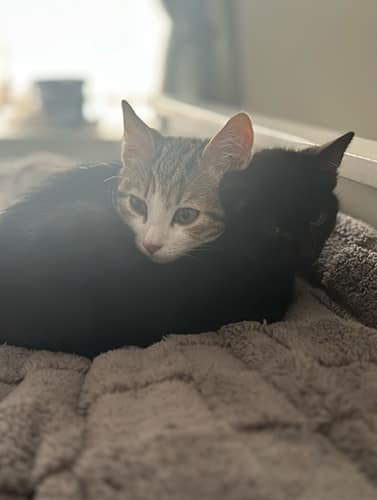 Narla & Simba_rehome_07