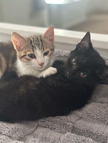 Narla & Simba_rehome_08