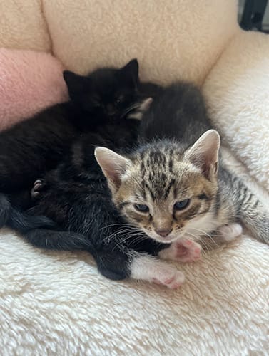 fleurs_babies_rehome_01