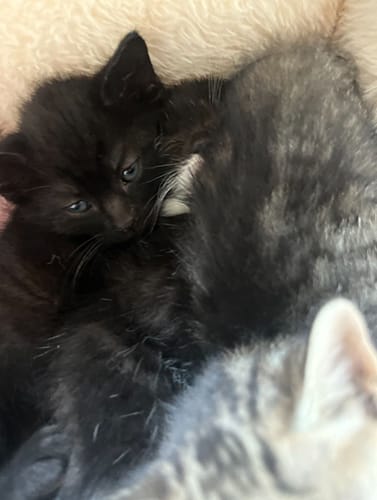 fleurs_babies_rehome_03