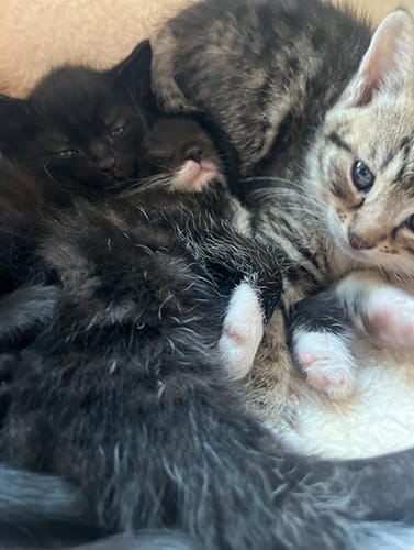 fleurs_babies_rehome_05