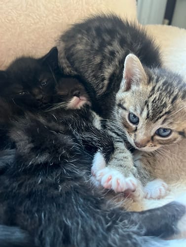 fleurs_babies_rehome_06