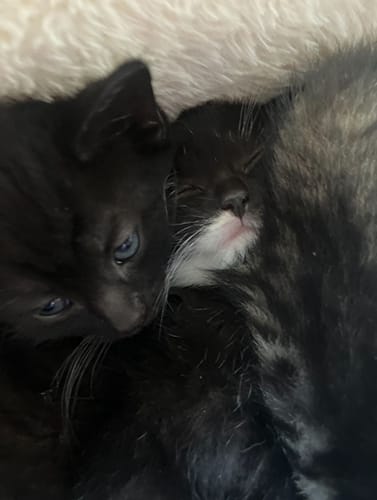 fleurs_babies_rehome_07