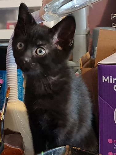 Bandit & Dexter_rehome_05