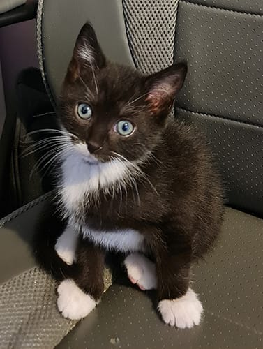 Bandit & Dexter_rehome_11