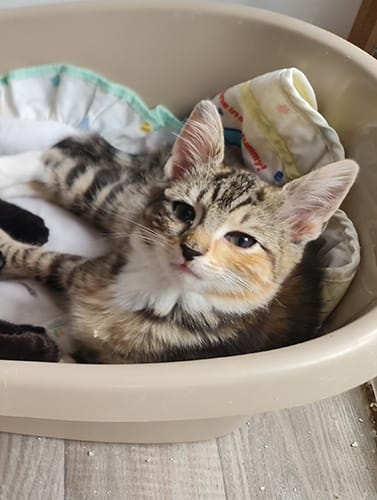 Florrie & Wilma_rehome (1)