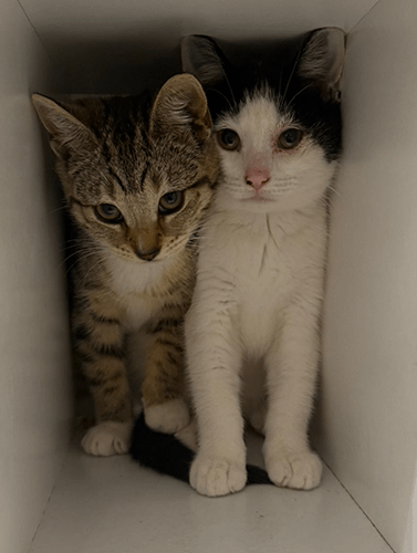 Olive&Opal_rehome_02