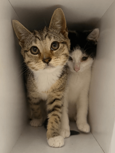 Olive&opal_rehome_03