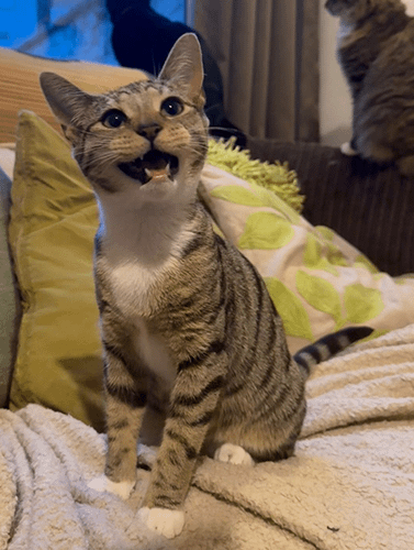 Olive&opal_rehome_04