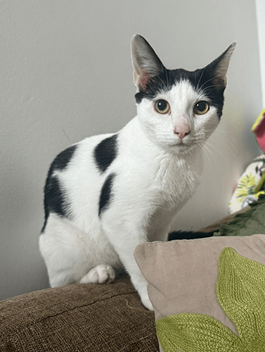 Olive&opal_rehome_05