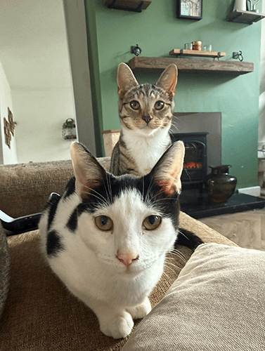 Olive&opal_rehome_06