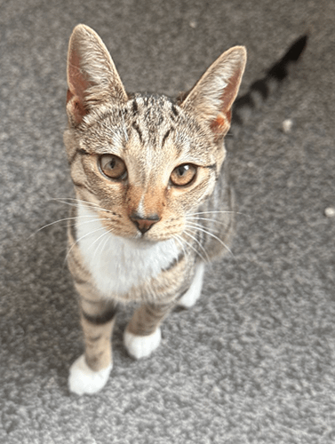 Olive&opal_rehome_07