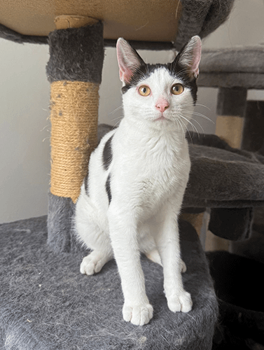 Olive&opal_rehome_09