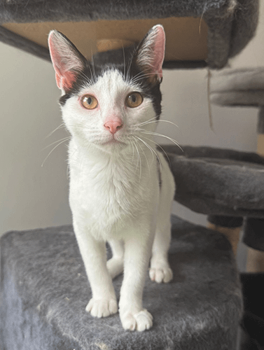 Olive&opal_rehome_10