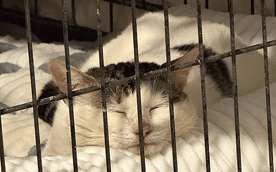 Chat Between Rolo & Saracen