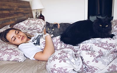 Why Your Cat Sleeps on Your Bed