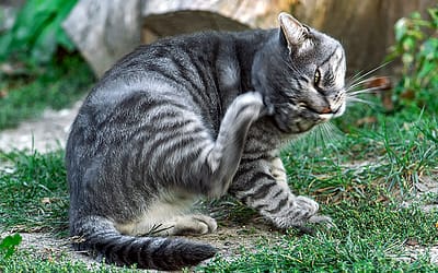 The Purr-suit of a Flea-Free Life: