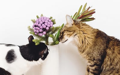 Flowers are beautiful but are they safe