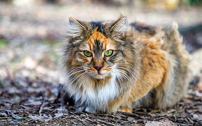 How Neutering Cats Became the Norm