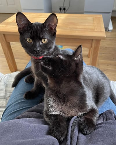 merlin_&_salem-rehome_02