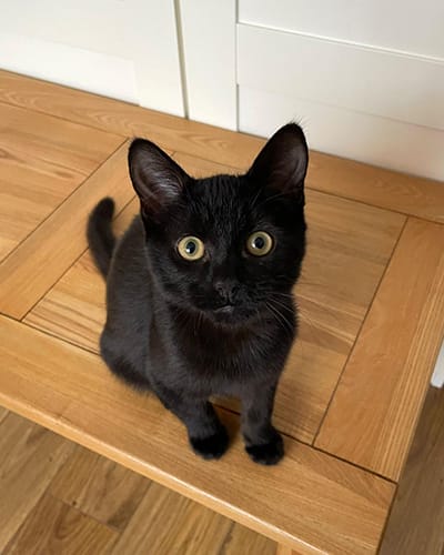 merlin_&_salem-rehome_04