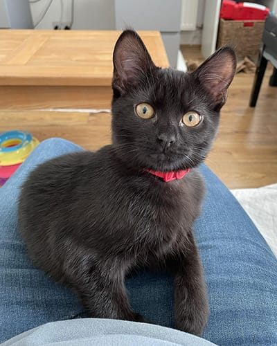 merlin_&_salem-rehome_06
