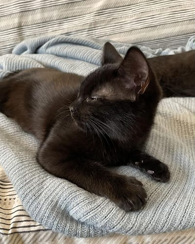 merlin_&_salem-rehome_08
