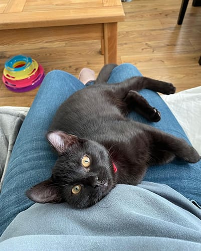 merlin_&_salem-rehome_11