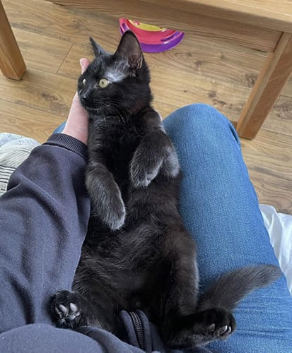 merlin_&_salem-rehome_12