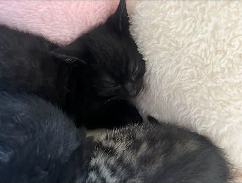 fleurs_babies_rehome_10