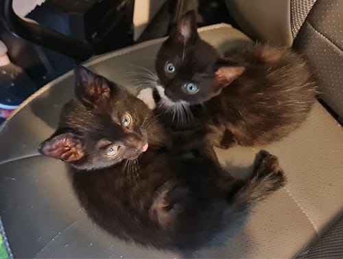 Bandit & Dexter_rehome_03