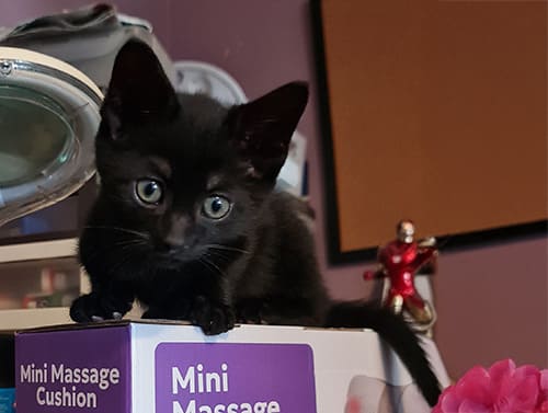 Bandit & Dexter_rehome_12