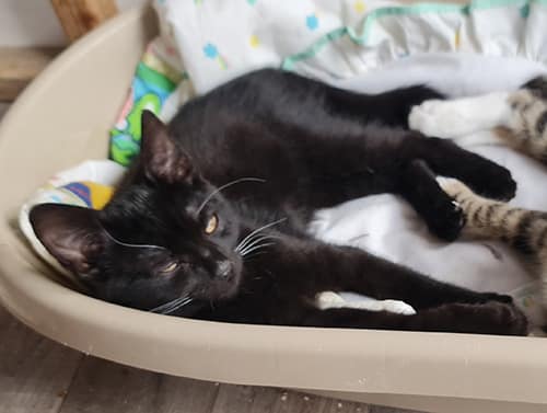 Florrie & Wilma_rehome (1)