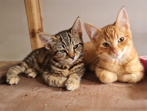 Pebbles & Fred Rehome (3)