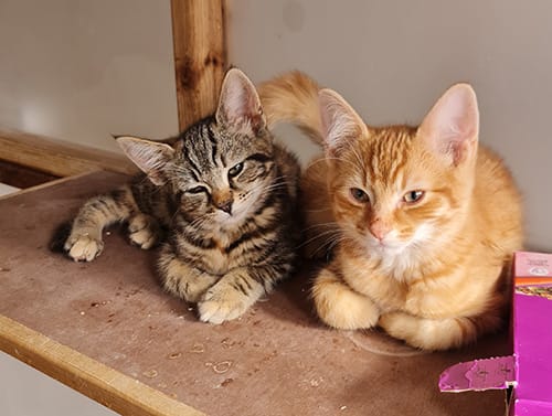 Pebbles & Fred Rehome (5)