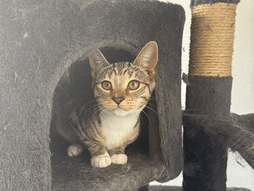 Olive&opal_rehome_08