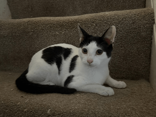 Olive&opal_rehome_13