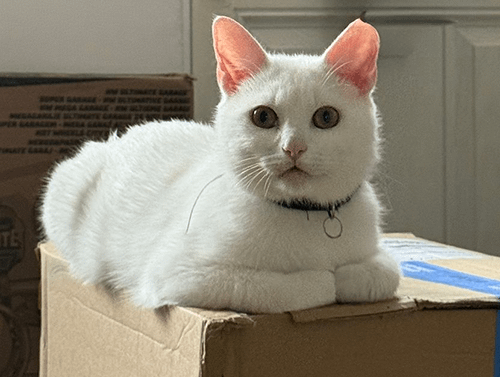 Ralphie_rehome_22jpg