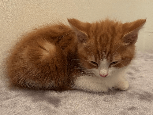 Pumpkin_rehome_09