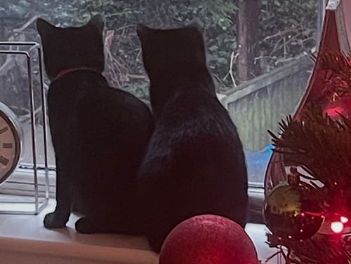 Princess_Disney_rehome_01