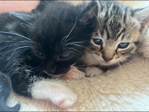 Amber, Bandit & Dexter